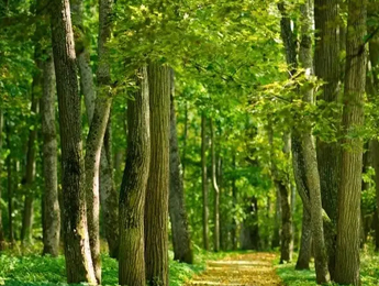 Green Packaging, Starting With Paper